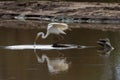 Great Eastern Egret stabbing in the water