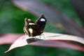Great Eggfly or blue moon butterfly on leaf Royalty Free Stock Photo