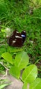 Great Eggfly Buterfly Closeup Shot Royalty Free Stock Photo
