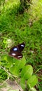 Great Eggfly Buterfly Closeup Shot Royalty Free Stock Photo