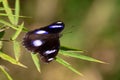 Great Eggfly butterfly on a bamboo leaf Royalty Free Stock Photo