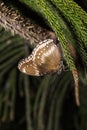 Great Eggfly butterfly Royalty Free Stock Photo