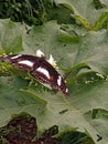 A Great Eggfly Butterfly on the Green Leaves Royalty Free Stock Photo