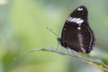 Great Eggfly Butterfly Royalty Free Stock Photo