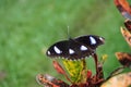 Great Eggfly butterfly on a leaf. Royalty Free Stock Photo