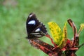 Great Eggfly butterfly on a leaf. Royalty Free Stock Photo