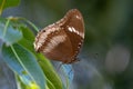 Great Eggfly butterfly on a leaf Royalty Free Stock Photo