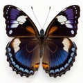 Great Eggfly Hypolimnas bolina butterfly. Beautiful Butterfly in Wildlife. Isolate on white background