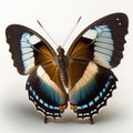 Great Eggfly Hypolimnas bolina butterfly. Beautiful Butterfly in Wildlife. Isolate on white background