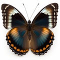 Great Eggfly Hypolimnas bolina butterfly. Beautiful Butterfly in Wildlife. Isolate on white background