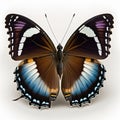 Great Eggfly Hypolimnas bolina butterfly. Beautiful Butterfly in Wildlife. Isolate on white background