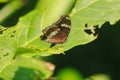 The Great Eggfly is on the leaves Royalty Free Stock Photo