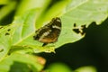The Great Eggfly is on the leaves Royalty Free Stock Photo