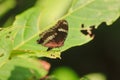 The Great Eggfly is on the leaves Royalty Free Stock Photo