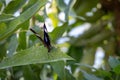 A Great Eggfly Resting on a Green Leaf Royalty Free Stock Photo