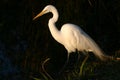 Great egret Royalty Free Stock Photo