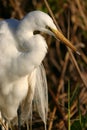 Great egret Royalty Free Stock Photo