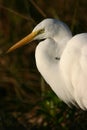 Great egret Royalty Free Stock Photo