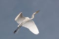 Great Egret Royalty Free Stock Photo