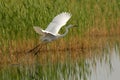 Great egret Royalty Free Stock Photo