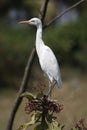 Great Egret 2