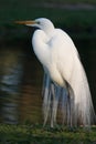 Great Egret 2