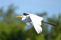 Great Egret Royalty Free Stock Photo