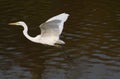 Great egret Royalty Free Stock Photo