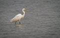 Great egret Royalty Free Stock Photo