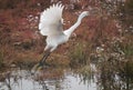 Great egret