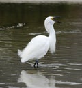 Great Egret Royalty Free Stock Photo