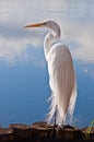 Great Egret Royalty Free Stock Photo