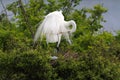 Great Egret Royalty Free Stock Photo