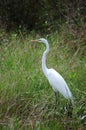 Great Egret Royalty Free Stock Photo