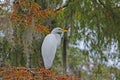 Great Egret Royalty Free Stock Photo