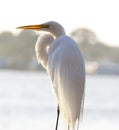 Great Egret Royalty Free Stock Photo