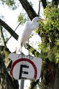 Great egret closeup in its natural habitat Royalty Free Stock Photo