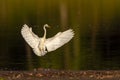 a great egret adrea alba a.k.a great white heron landing on water at sunset