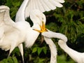 Great Egret Adult Feeding Chicks Royalty Free Stock Photo