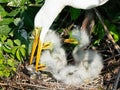 Great Egret Adult Feeding Chicks Royalty Free Stock Photo