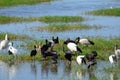 Great egret, african spoonbill and glossy and sacred ibises, Amb Royalty Free Stock Photo