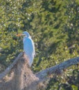 A Great Egret along the intracoastal waterway in Flagler County, Florida