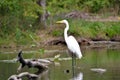 Great Egret along the Rouge River