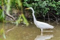 Great egret also known as the common egret, large egret, great white egret or great white heron Royalty Free Stock Photo