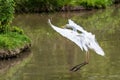 Great egret also known as the common egret, large egret, great white egret or great white heron Royalty Free Stock Photo