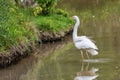 Great egret also known as the common egret, large egret, great white egret or great white heron Royalty Free Stock Photo