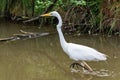 Great egret also known as the common egret, large egret, great white egret or great white heron Royalty Free Stock Photo