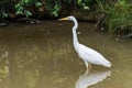 Great egret also known as the common egret, large egret, great white egret or great white heron Royalty Free Stock Photo