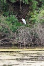 Great egret also known as the common egret, large egret, great white egret or great white heron standing in a tree Royalty Free Stock Photo