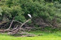 Great egret also known as the common egret, large egret, great white egret or great white heron standing in a tree Royalty Free Stock Photo